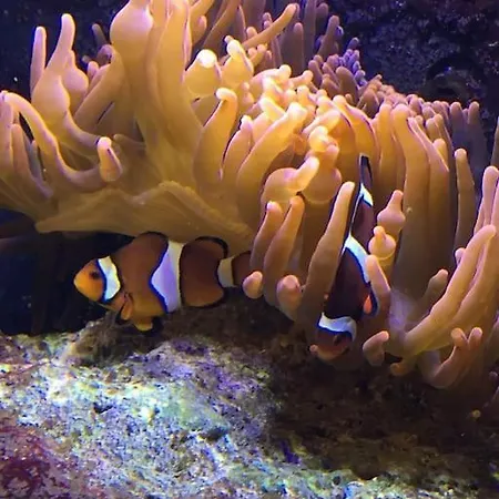 Face Nausicaa Et Vue Panoramique Apartamento Boulogne-sur-Mer