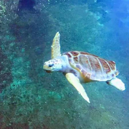 Apartament Face Nausicaa Et Vue Panoramique *